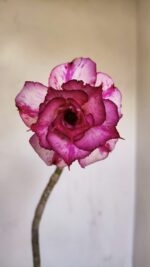 Planta Dobrada 3339 – 40cm – 03 anos