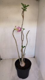Planta Dobrada 3339 – 40cm – 03 anos - Imagem 6