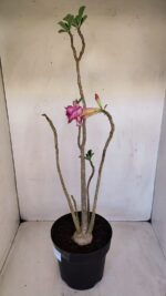Planta Dobrada 3339 – 40cm – 03 anos - Imagem 4