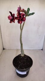 Planta Dobrada 3340 – 35cm – 03 anos - Imagem 2
