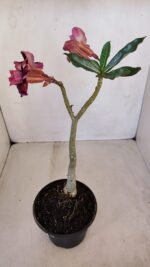 Planta Dobrada 3340 – 35cm – 03 anos - Imagem 8