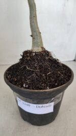 Planta Dobrada 3340 – 35cm – 03 anos - Imagem 6