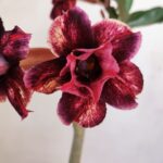 Planta Dobrada 3340 – 35cm – 03 anos