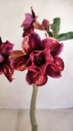 Planta Dobrada 3340 – 35cm – 03 anos