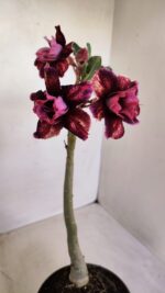 Planta Dobrada 3340 – 35cm – 03 anos - Imagem 4