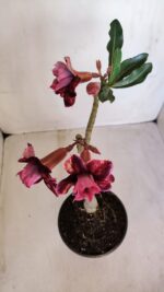 Planta Dobrada 3340 – 35cm – 03 anos - Imagem 5