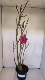 Planta Dobrada 3341 – 40cm – 03 anos - Imagem 2