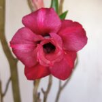 Planta Dobrada 3341 – 40cm – 03 anos