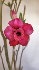 Planta Dobrada 3341 – 40cm – 03 anos