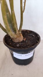 Planta Dobrada 3341 – 40cm – 03 anos - Imagem 7