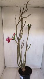 Planta Dobrada 3341 – 40cm – 03 anos - Imagem 6