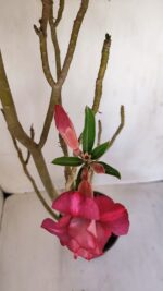 Planta Dobrada 3341 – 40cm – 03 anos - Imagem 4