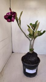 Planta Dobrada 3342 – 35cm – 03 anos - Imagem 2