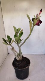 Planta Dobrada 3342 – 35cm – 03 anos - Imagem 5