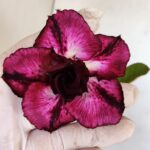 Planta Dobrada 3342 – 35cm – 03 anos