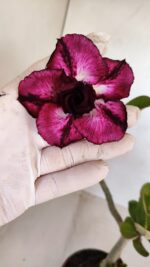 Planta Dobrada 3342 – 35cm – 03 anos - Imagem 4