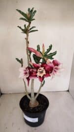 Planta Dobrada 3343 – 35cm – 03 anos - Imagem 2