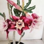 Planta Dobrada 3343 – 35cm – 03 anos