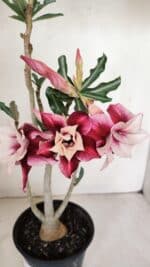 Planta Dobrada 3343 – 35cm – 03 anos