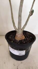 Planta Dobrada 3343 – 35cm – 03 anos - Imagem 8