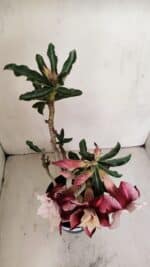 Planta Dobrada 3343 – 35cm – 03 anos - Imagem 5