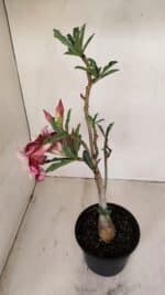 Planta Dobrada 3343 – 35cm – 03 anos - Imagem 7