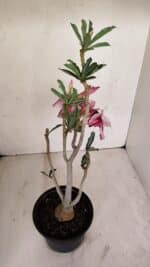 Planta Dobrada 3343 – 35cm – 03 anos - Imagem 6