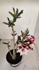 Planta Dobrada 3343 – 35cm – 03 anos - Imagem 4