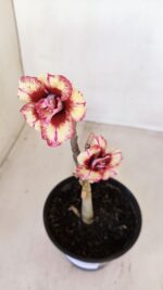 Planta Dobrada 3344 – 30cm – 02 anos - Imagem 4