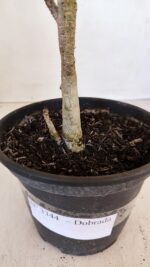 Planta Dobrada 3344 – 30cm – 02 anos - Imagem 8