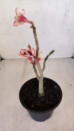 Planta Dobrada 3344 – 30cm – 02 anos - Imagem 7
