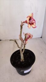 Planta Dobrada 3344 – 30cm – 02 anos - Imagem 6