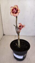 Planta Dobrada 3344 – 30cm – 02 anos - Imagem 5