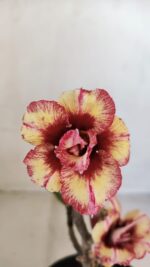 Planta Dobrada 3344 – 30cm – 02 anos