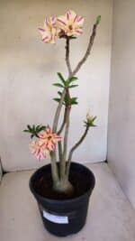 Planta Dobrada 3345 – 50cm – 4 anos