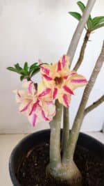 Planta Dobrada 3345 – 50cm – 4 anos - Imagem 3