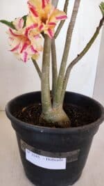 Planta Dobrada 3345 – 50cm – 4 anos - Imagem 7