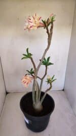 Planta Dobrada 3345 – 50cm – 4 anos - Imagem 6