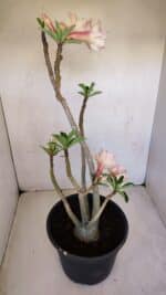 Planta Dobrada 3345 – 50cm – 4 anos - Imagem 5