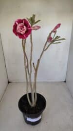 Planta Dobrada 3346 – 35cm – 3 anos - Imagem 2