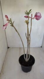 Planta Dobrada 3346 – 35cm – 3 anos - Imagem 5