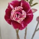 Planta Dobrada 3346 – 35cm – 3 anos