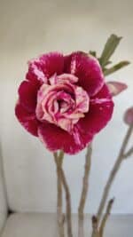 Planta Dobrada 3346 – 35cm – 3 anos