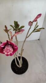 Planta Dobrada 3346 – 35cm – 3 anos - Imagem 4