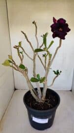 Planta Dobrada 3347 – 45cm – 4 anos - Imagem 2