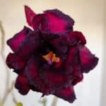 Planta Dobrada 3347 – 45cm – 4 anos