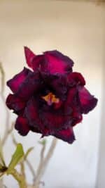 Planta Dobrada 3347 – 45cm – 4 anos