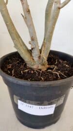 Planta Dobrada 3347 – 45cm – 4 anos - Imagem 7