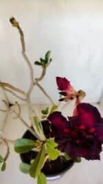 Planta Dobrada 3347 – 45cm – 4 anos - Imagem 4