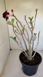 Planta Dobrada 3347 – 45cm – 4 anos - Imagem 6